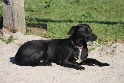 Ronja
